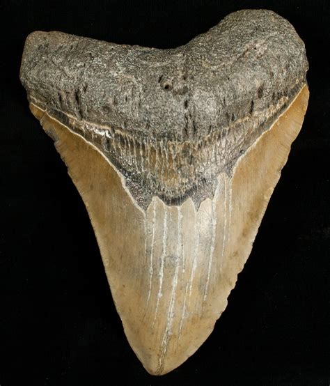 fossil shark teeth for sale|megalodon tooth for sale real.